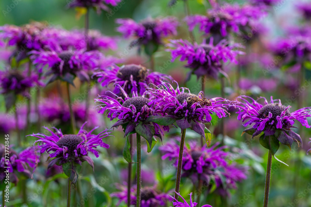 Monarda didyma (Scarlet beebalm) Monarda didyma (Scarlet beebalm)