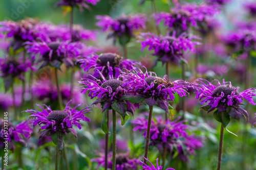 Monarda didyma  Scarlet beebalm 