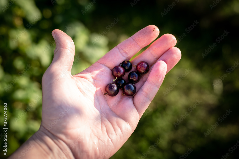 Picking black currants by hand Picking black currants by hand