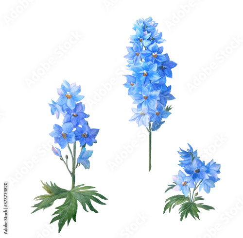 Fototapeta Naklejka Na Ścianę i Meble -  Set of Blue larkspur with buds and leaves isolated on a white background.