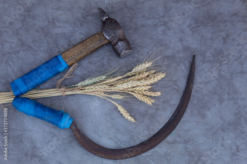 A hammer and sickle lie on a gray background, ears of wheat lie in the middle..