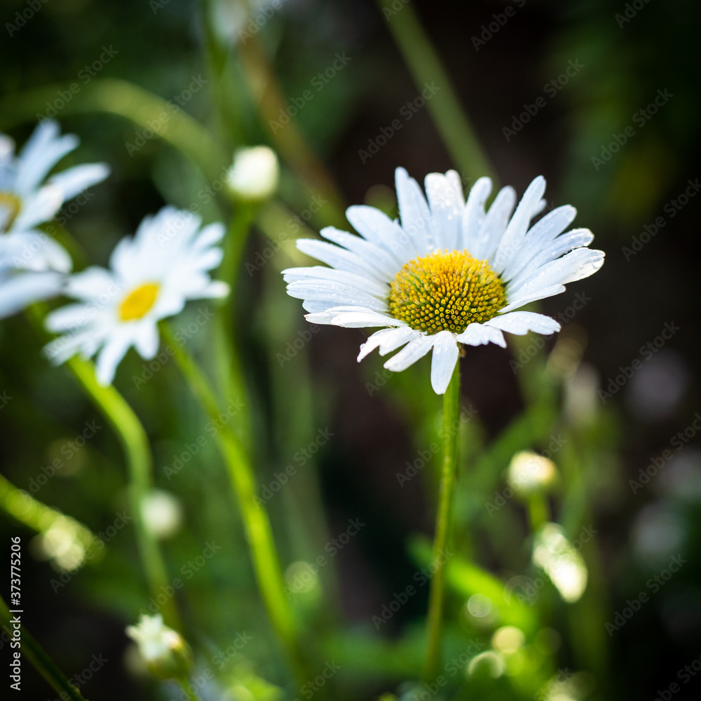 Obraz premium White daisies in the wild