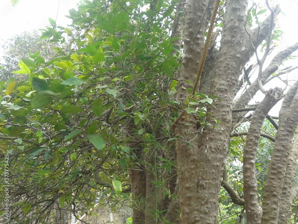 Fototapeta premium A natureza faz parte de mim