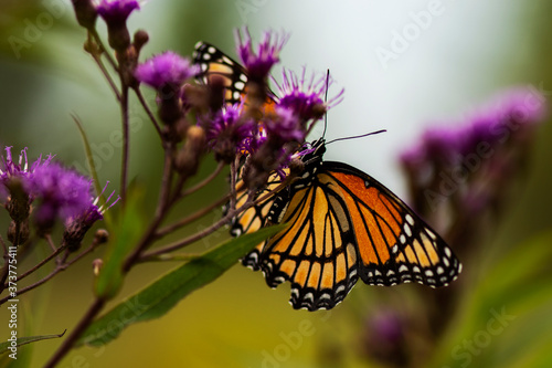 Monarch Butterfly © J.T. Lewis