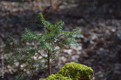 Kleiner Tannenbaum im Wald, Tannenzweige