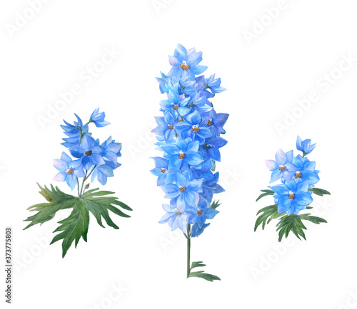 Set of Blue larkspur with buds and leaves isolated on a white background.