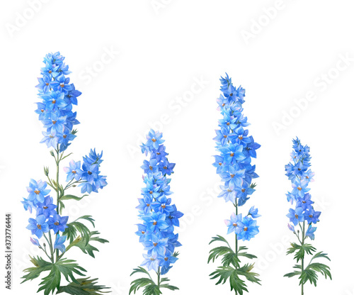 Set of Blue larkspur with buds and leaves isolated on a white background.