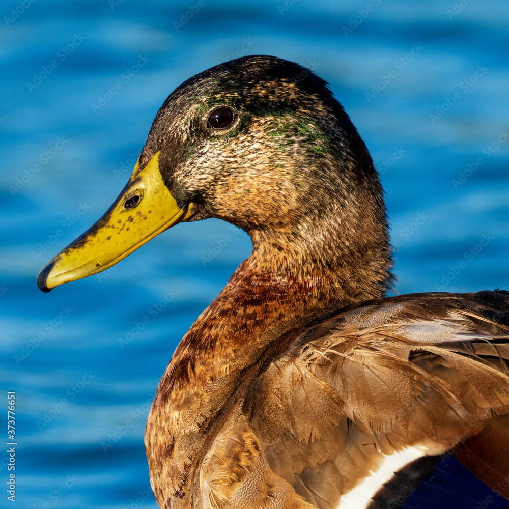Mallard Anas platyrhynchos Costa Ballena Cadiz
