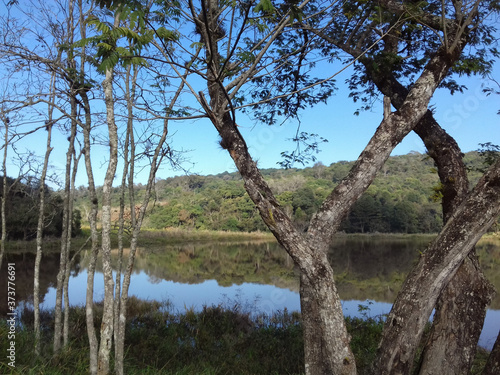 dead tree in the lake