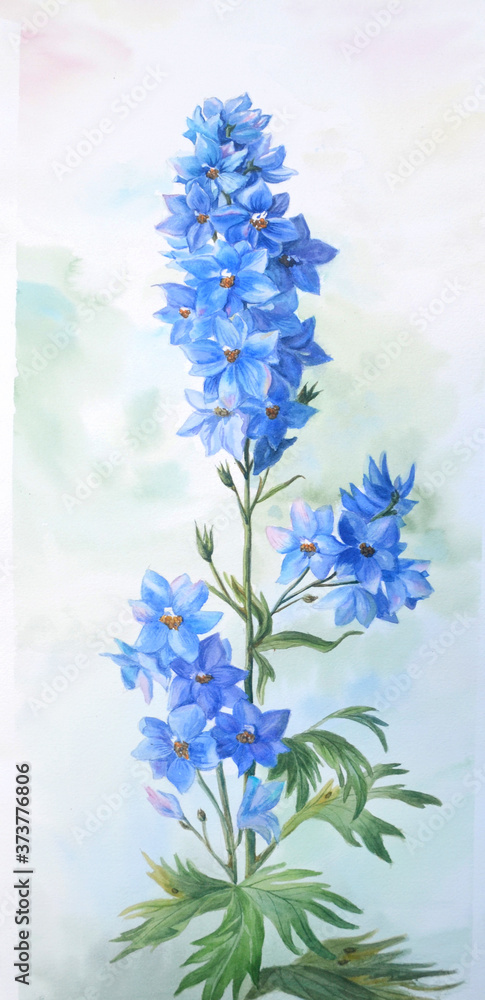 Obraz premium Blue larkspur with buds and leaves isolated on a white background.