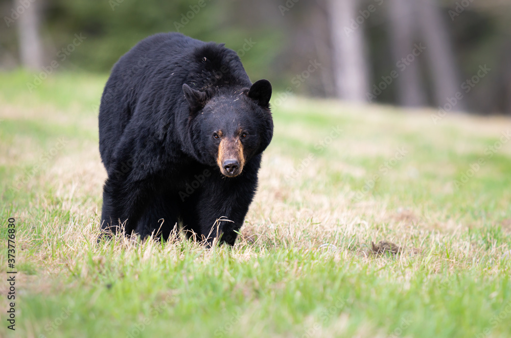 Obraz premium Black bear in the wild