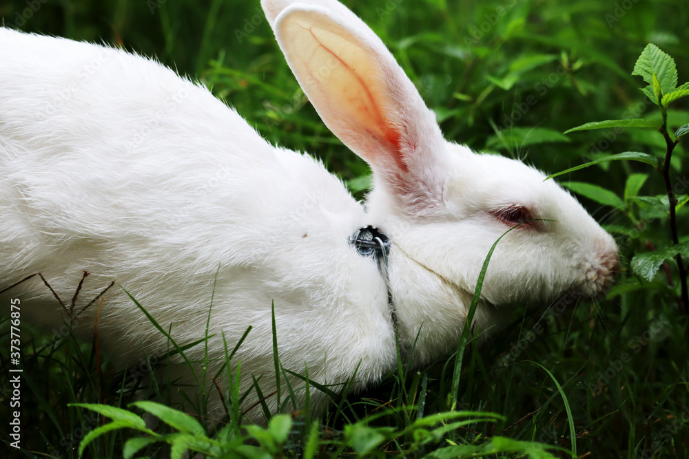 Rabbit eating grass with beautiful background Rabbit eating grass with beautiful background