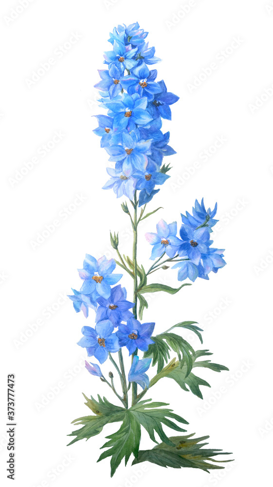 Blue larkspur with buds and leaves isolated on a white background.