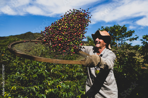 Old man selecting coffee beans with a sieve. Elder farmer selecting picking fresh red ripen arabica coffee at a small Brazilian family coffee plantation. Fair trade storytelling concept.