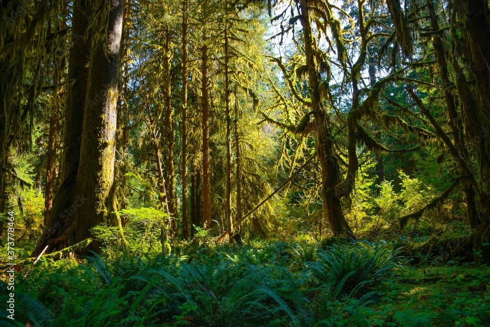 Obraz premium forest in autumn