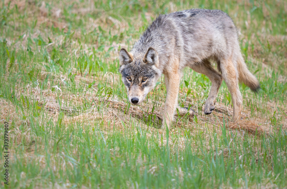Fototapeta premium Grey wolf in the wild