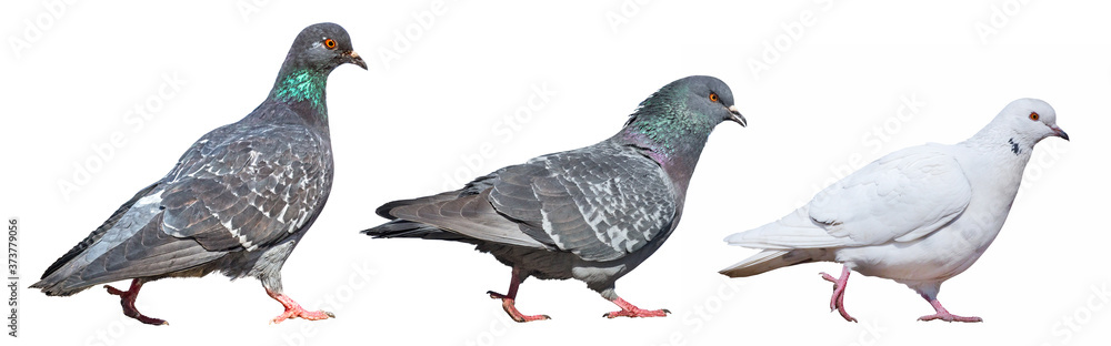 Fototapeta premium three walking doves on white background