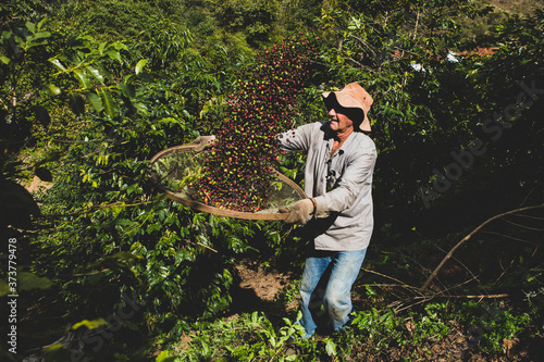 Old man selecting coffee beans with a sieve. Elder farmer selecting picking fresh red ripen arabica coffee at a small Brazilian family coffee plantation. Fair trade storytelling concept.