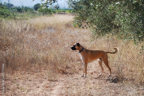 Canvas-taulu Black Mouth Cur Breed Canine