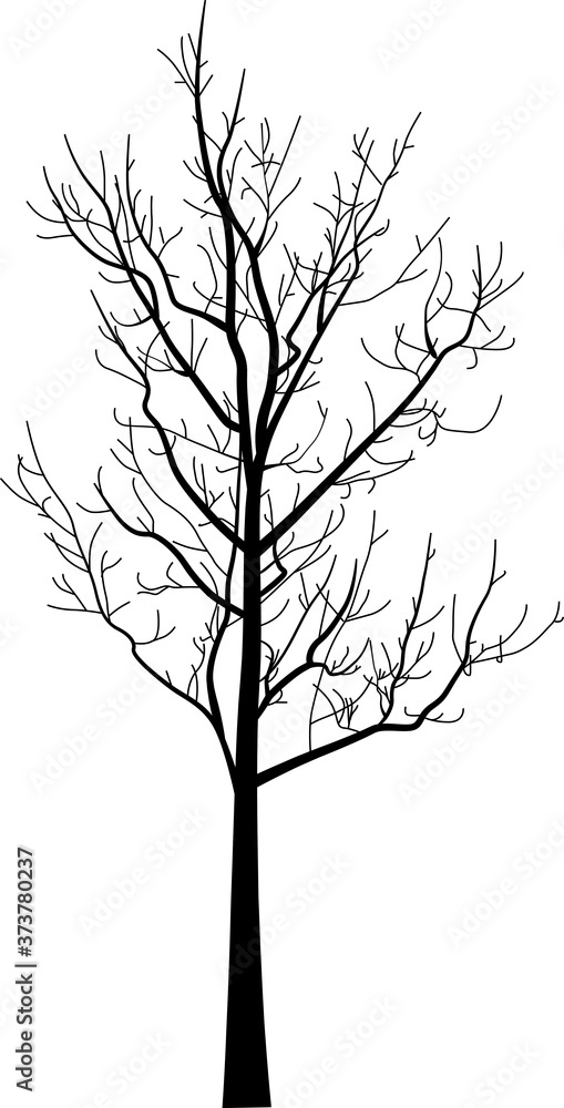 Obraz premium black winter bare small tree silhouette on white