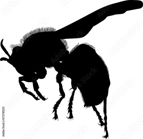 large wasp silhouette isolated on white