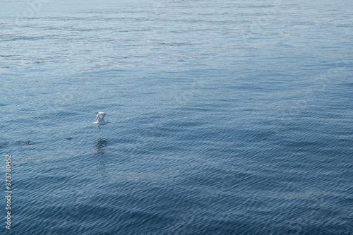 Fliegende Möve über Wasser, Meer