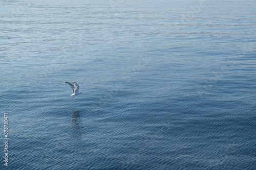 Möve fliegt über das Meer, fliegende Möve