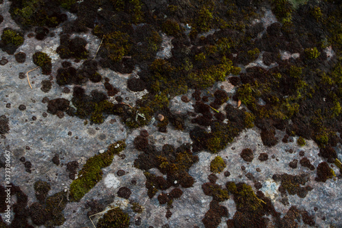 Textures of rock with mosses and lichens. Arctic flora.