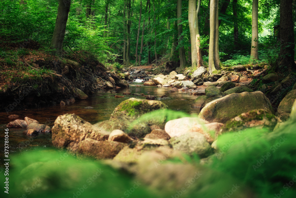 Ilsetal als Reiseziel im Harz. Grüner frischer Wald. Ilsetal als Reiseziel im Harz. Grüner frischer Wald.