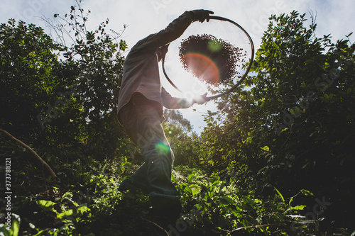Old man selecting coffee beans with a sieve. Elder farmer selecting picking fresh red ripen arabica coffee at a small Brazilian family coffee plantation. Fair trade storytelling concept.