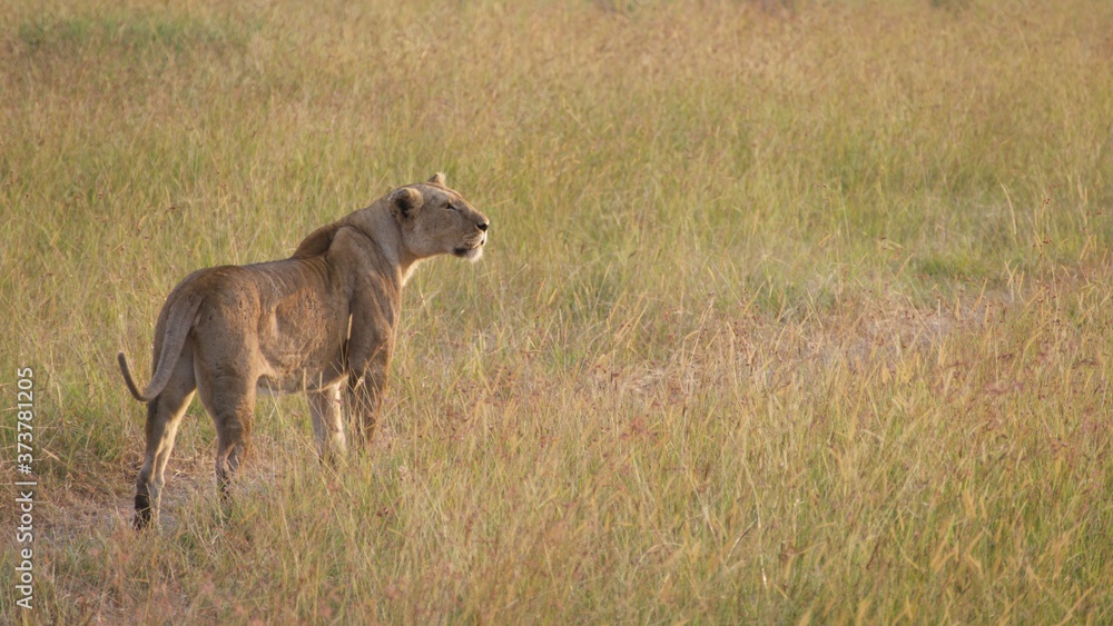 Lion and lioness waiting for dinner Lion and lioness waiting for dinner