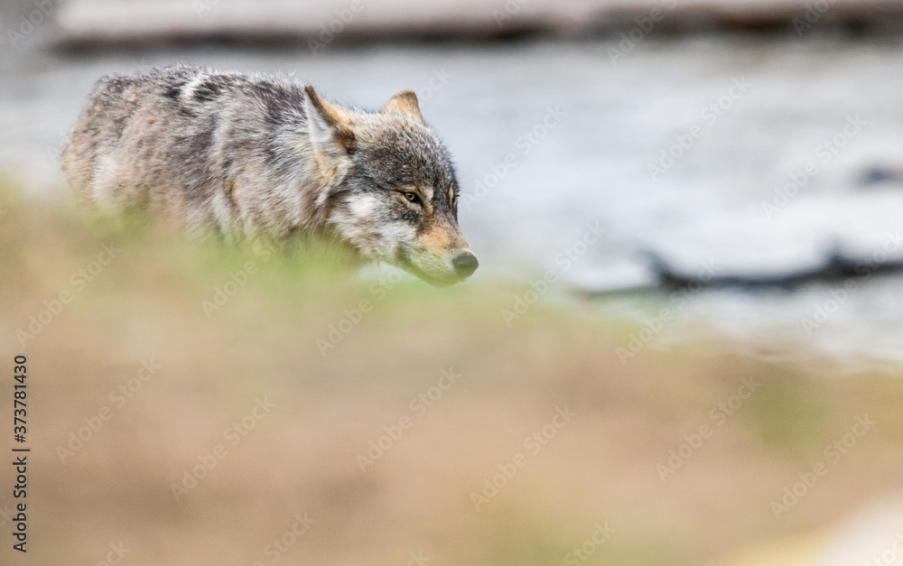 Fototapeta premium Grey wolf in the wild