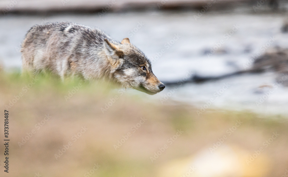 Grey wolf in the wild Grey wolf in the wild