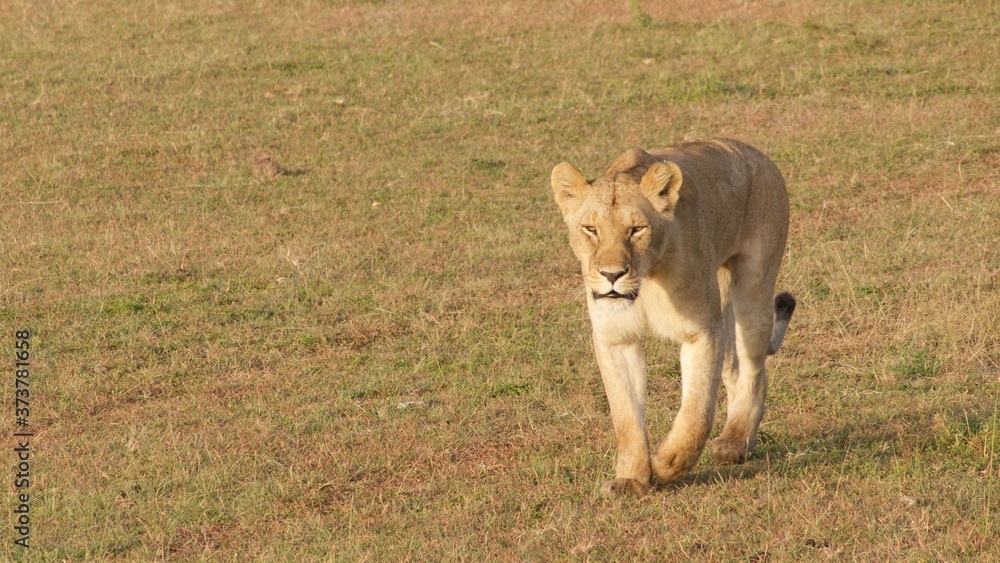 Fototapeta premium Lion and lioness waiting for dinner