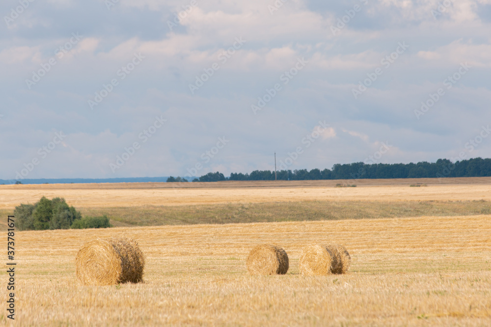 Fototapeta premium Field with straw bales after harvest on a background cloudy sky