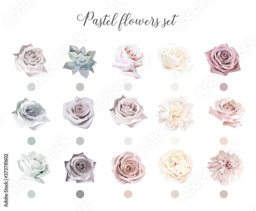 Pastel flowers big vector design set. Roses, dahlia, succulent, ranunculus