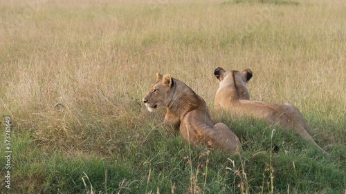 Lion and lioness waiting for dinner