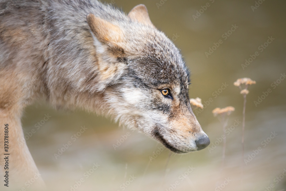 Fototapeta premium Grey wolf in the wild