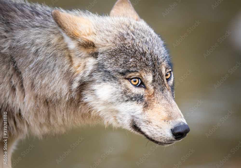 Grey wolf in the wild Grey wolf in the wild