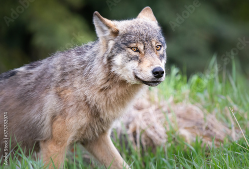 Grey wolf in the wild