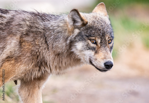 Grey wolf in the wild
