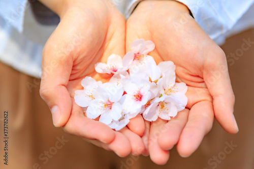 桜の花を持つ女性の手
