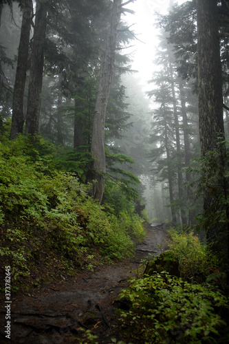 path through the forest © Victoria