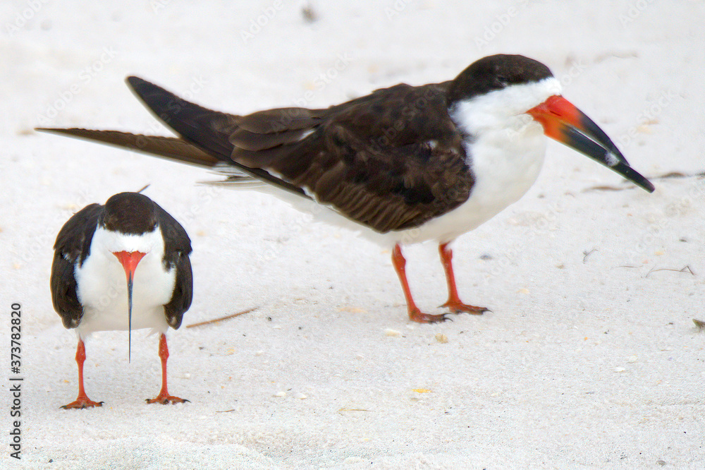Obraz premium Black skimmer