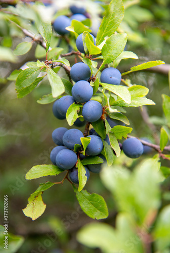 Obraz na płótnie Prunus spinosa