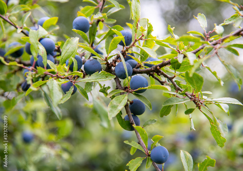 Prunus spinosa photo