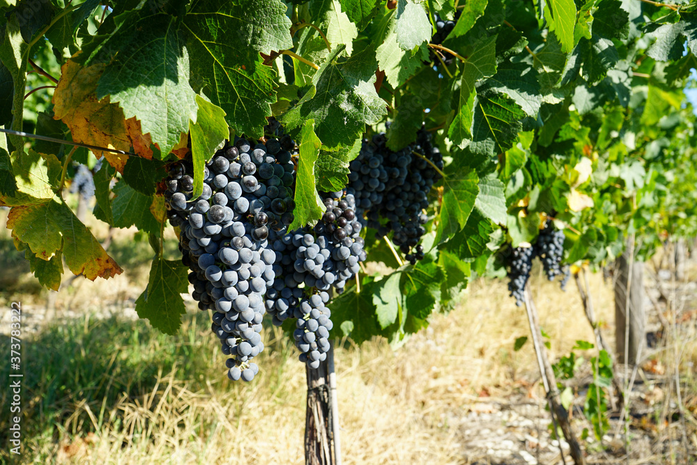 ripe bunches of grapes and grapevine in beautiful vineyards on a clear sunny day in summer before harvesting grapes