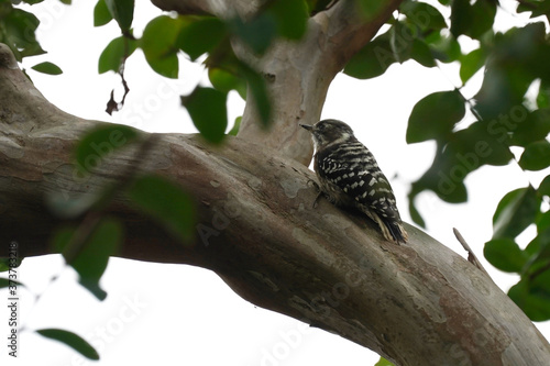 japanese pigmy woodpecker on tree