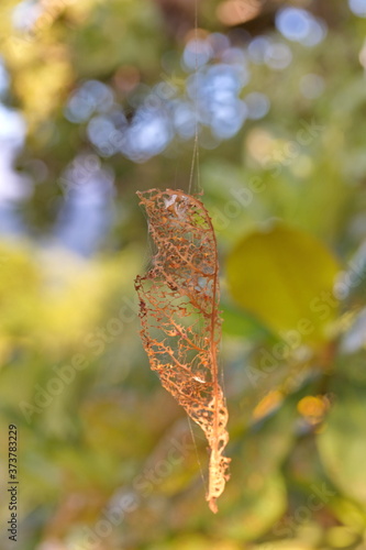 autumn leaves hanging on spider web