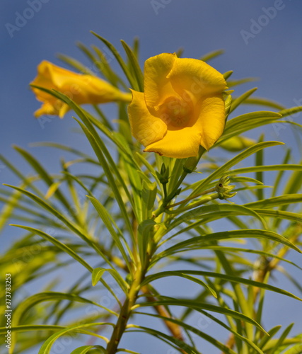yellow  flower against the blue sky